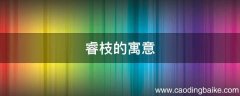 睿枝的寓意