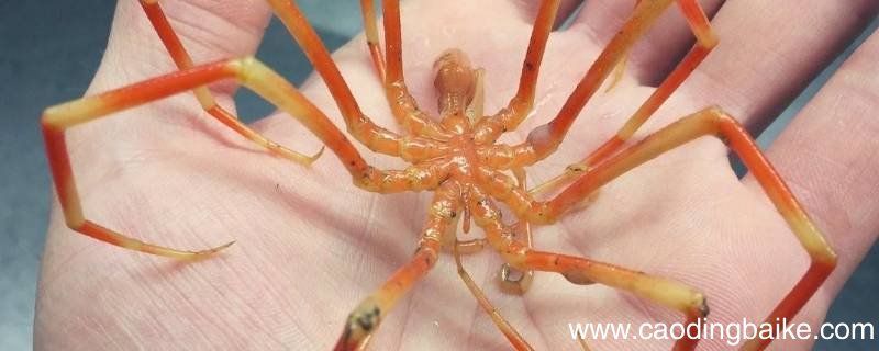 海蜘蛛的特点