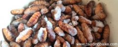 冻蚕蛹怎么吃