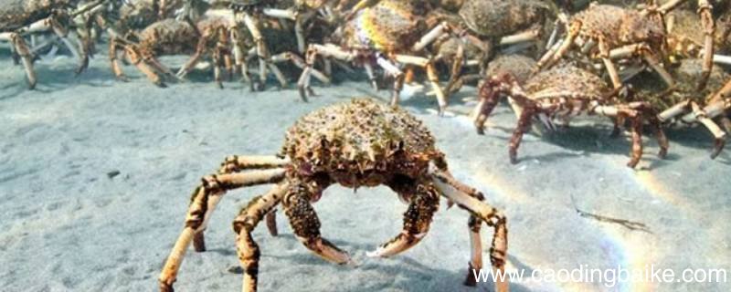 巨型蜘蛛蟹的特点