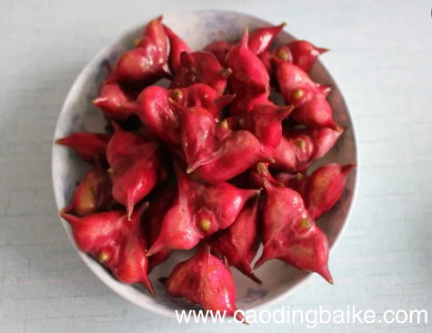 菱角煮完了发苦能吃吗 为什么菱角煮好后有点苦