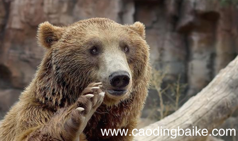为什么被熊吃最痛苦 从小养大的熊会吃主人吗