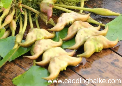 吃了菱角胃不舒服怎么回事 吃菱角为什么会胃痛