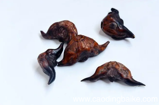 吃了菱角胃不舒服怎么回事 吃菱角为什么会胃痛