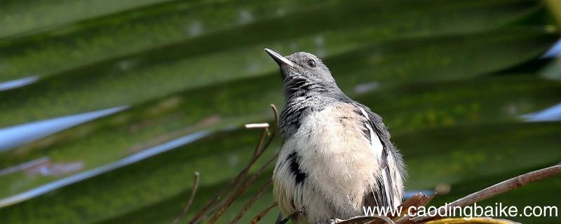 红树林树雀的特点