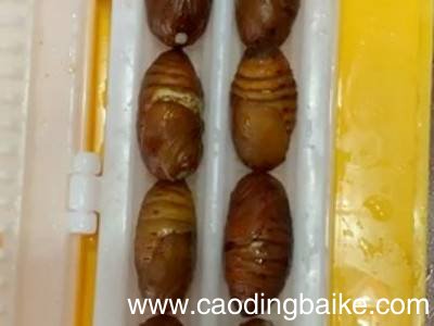 烤蚕蛹怎么吃