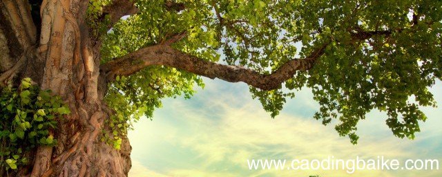 怎样存放巴花原木 如何存放巴花原木