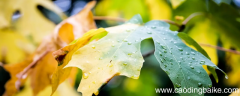 秋天的雨是一盏明灯是什么意思