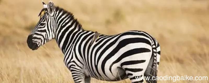 斑马怎么认出同伴
