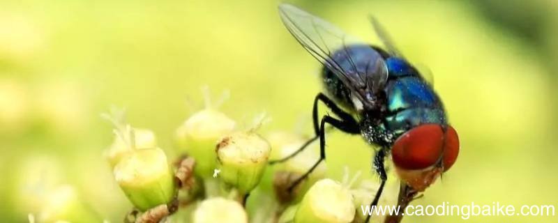 三九一一农药可以杀蝇子吗