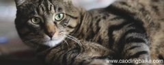 猫吃饭会咬到自己嘴唇吗