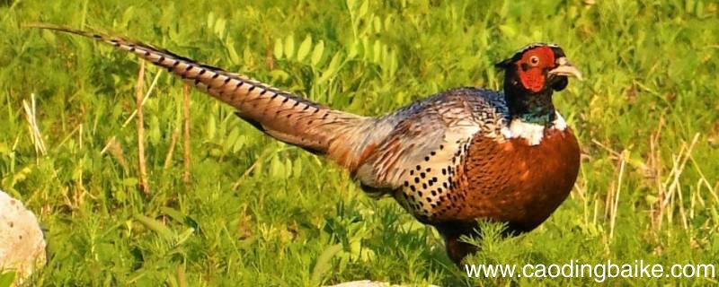 唐山哪个公园有野鸡
