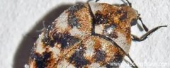 夏天密密麻麻小灰虫是什么