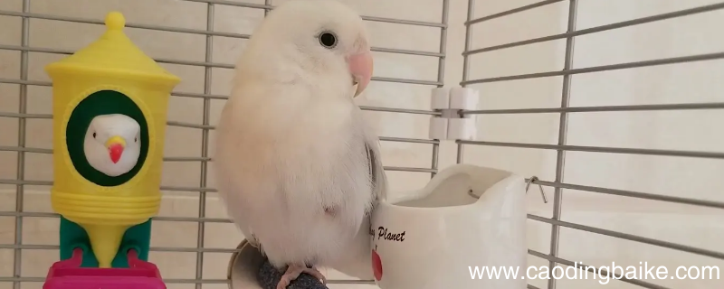 紫伊莎会说话吗