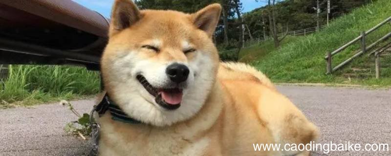 柴犬能吃高粱馍吗