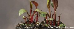 新植物是新植株吗