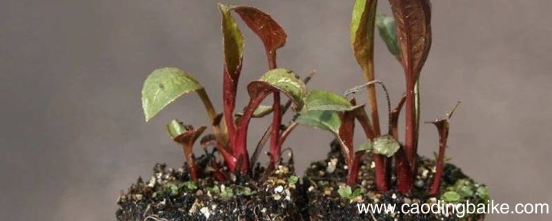 新植物是新植株吗