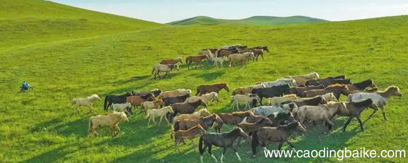 畜牧可以干审核员吗