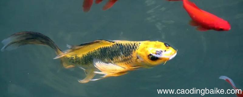 癞**能和锦鲤一起养吗