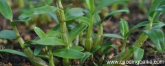 桂林米斛开花香吗