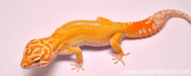 豹纹守宫蜜橘可以和黑夜配吗