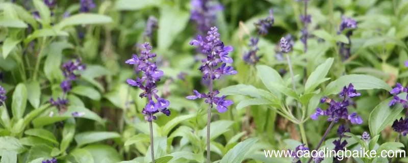 鸢尾草和鼠尾草一样吗
