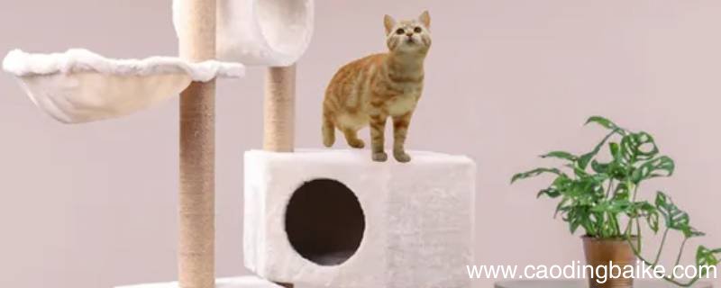 猫爬架上的细菌病毒能被风吹走吗