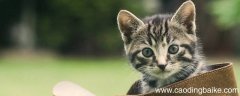 猫什么着鼻子填动词