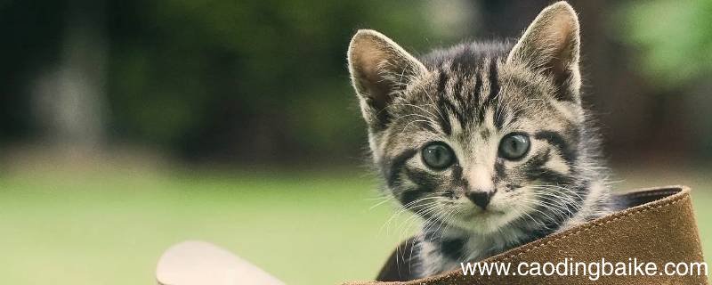 猫什么着鼻子填动词