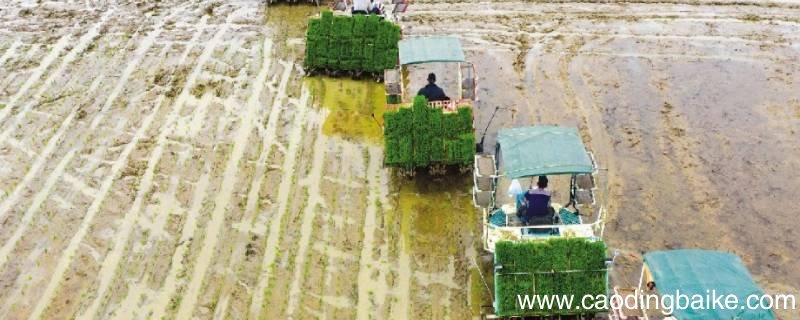 洋马插秧机水箱怎么拆