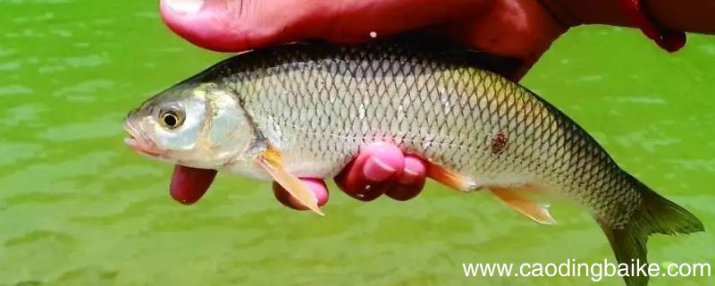 雅罗鱼的家常做法