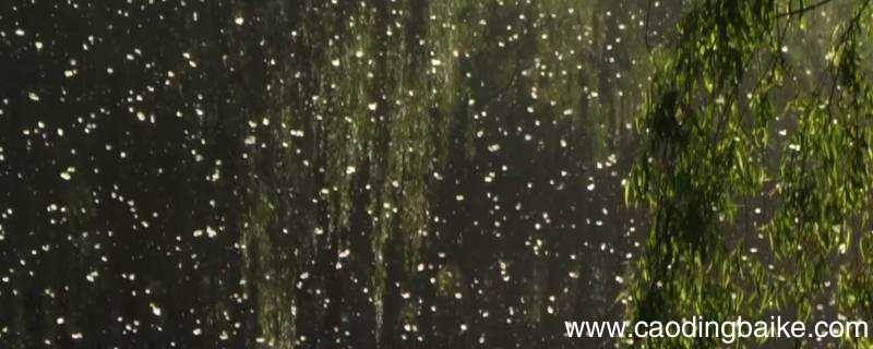 飞絮的主要成分