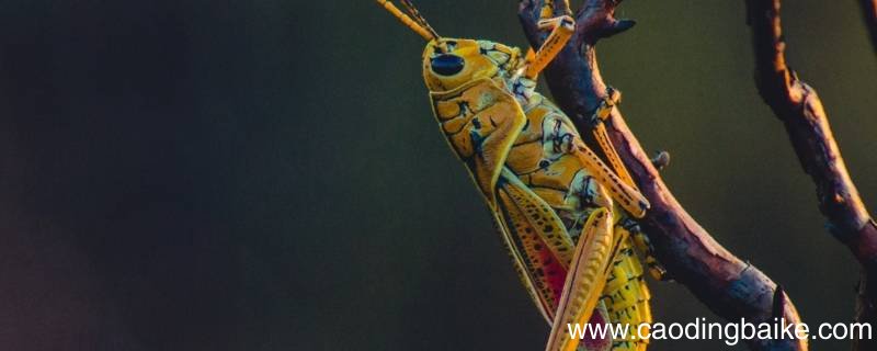 蚂蚱身上的秘密有哪些