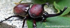 甲虫果冻多久喂一次