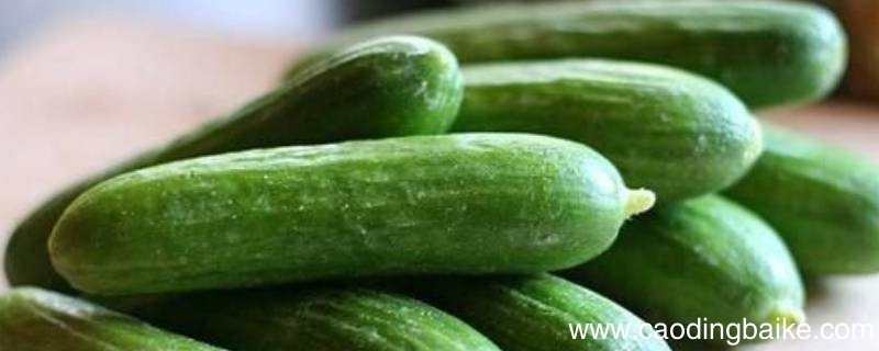 青瓜留种要多久