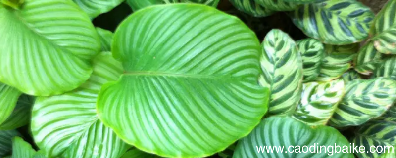 青苹果竹芋可以放有楼梯口吗