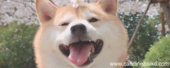 笑得动词在什么地方