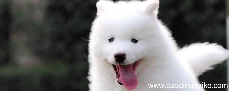 萨摩耶幼犬眼圈也要换毛吗