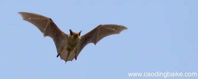 蝙蝠抓老鼠吗