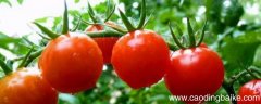 下过雨多久才能摘西红柿