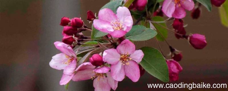 谷子旁边有海棠树影响吗