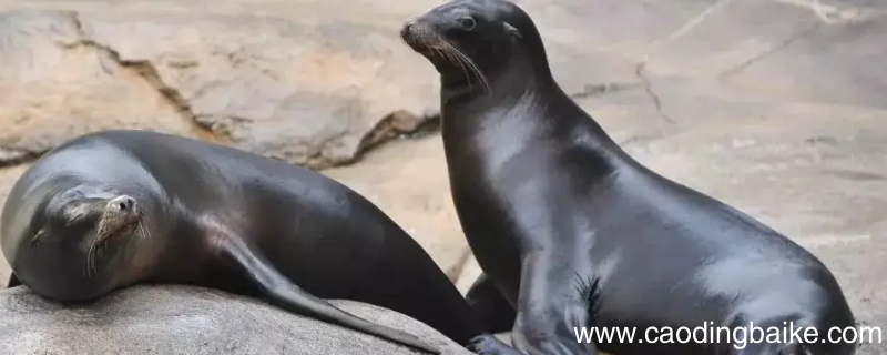 海狮为什么游泳比游艇快