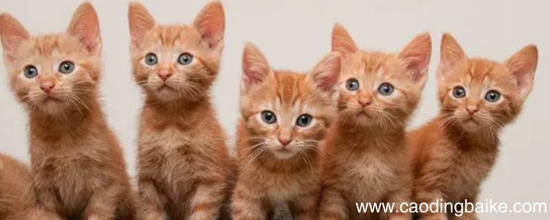 外边套圈套的猫咪咋样