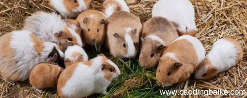 豚鼠放生到哪里比较好