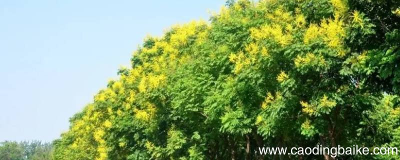 北栾为什么不让种植