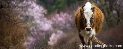 犏牛存栏是什么意思