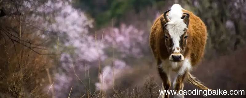 犏牛存栏是什么意思