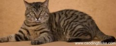 蓝猫妈妈和狸花猫爸爸生出什么猫