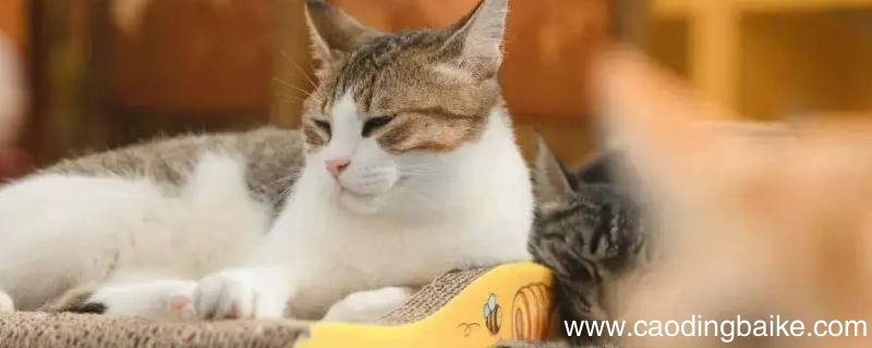 摸猫猫翻身