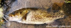 50厘米的鳜鱼有多重